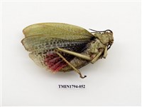 藏品(婆羅洲昆蟲)的圖片